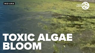Toxic Algae Bloom Seen At An Indiana Lake