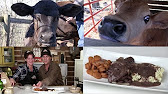 Grafting an Orphan Calf onto a Cow, Nicki's Easy Gravy, and Liver & Onions (Episode #412) - YouTube