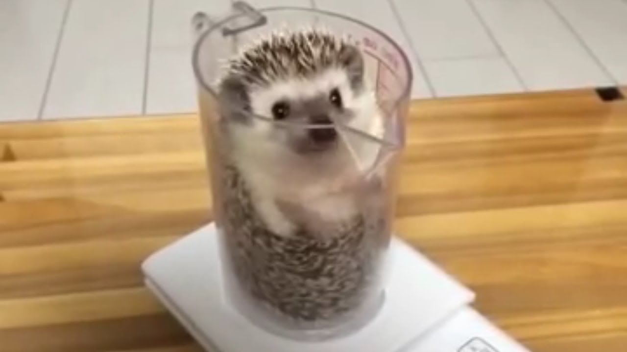Cute Hedgehog Slips Into Measuring Cup