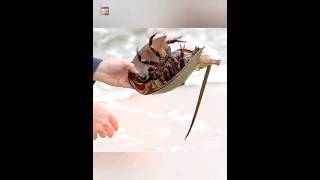 This Horseshoe Crab Is Saving Billions Of People |😲😲| #shorts