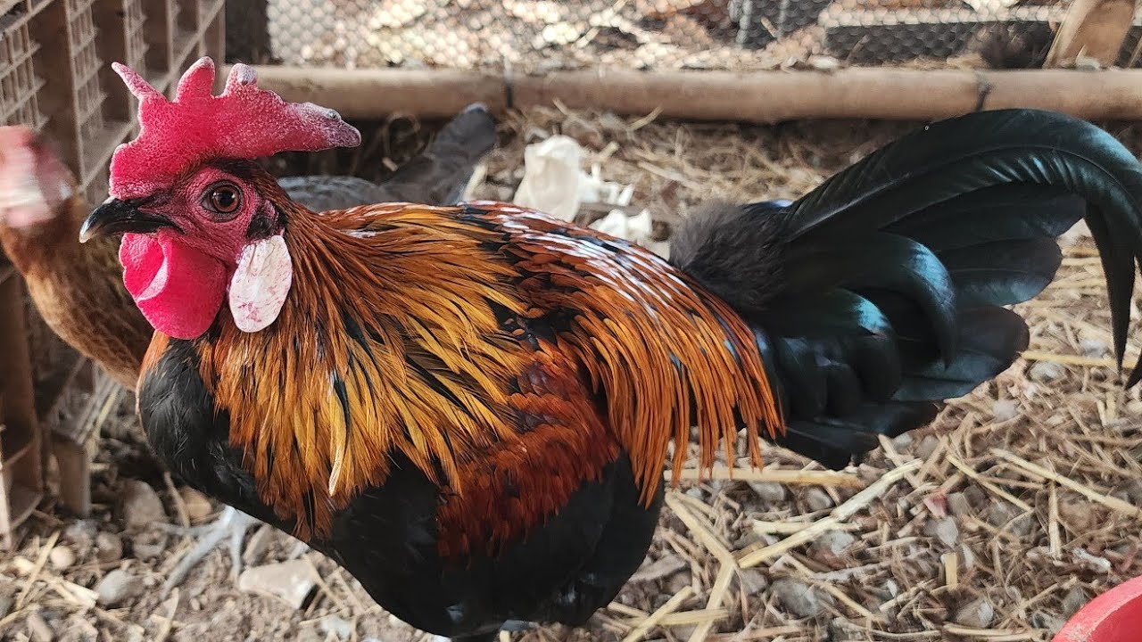 ✅️Ep:20 คนที่ชอบไก่ป่าหรือหรือผสม[tsov thaij  kv tu ພໍພັນ 🐓🐓🇱🇦🇱🇦qaib dub ]