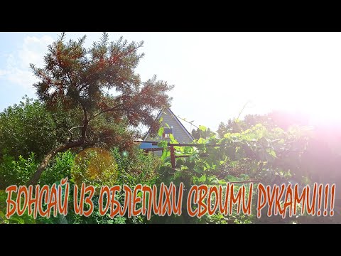 Video: Sea Buckthorn In The Garden