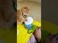 I Let My Cat Do My Makeup. #exlittlebeans #funnyvideo #funnycats #makeup