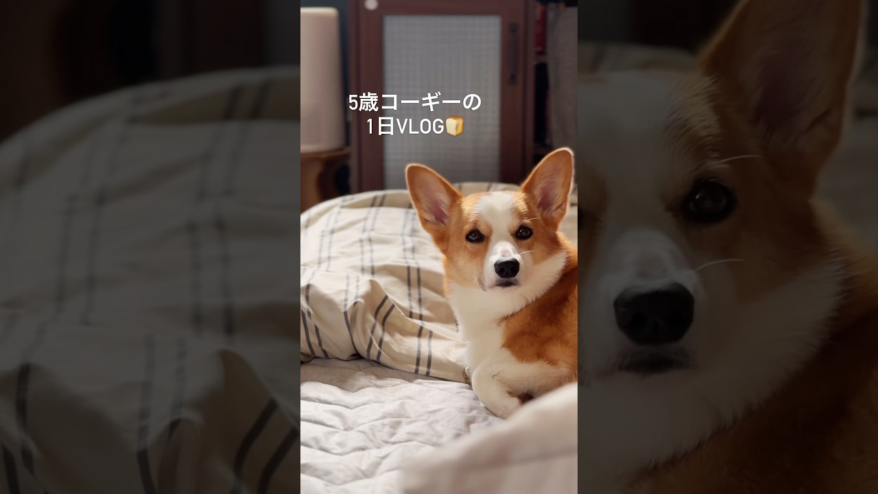 A Day in the Life of a 5-Year-Old Corgi Living in Hokkaido