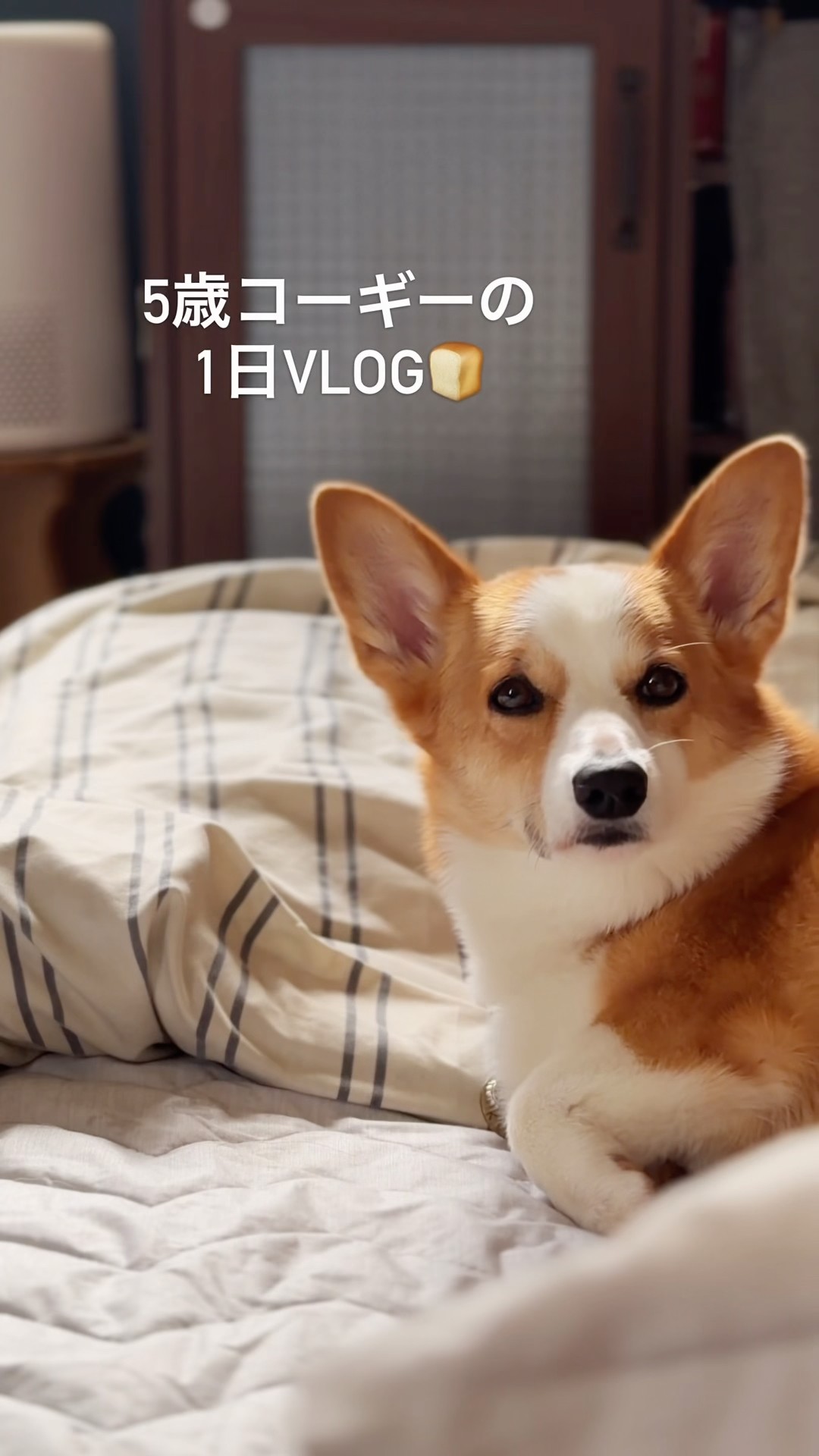 A Day in the Life of a 5-Year-Old Corgi Living in Hokkaido