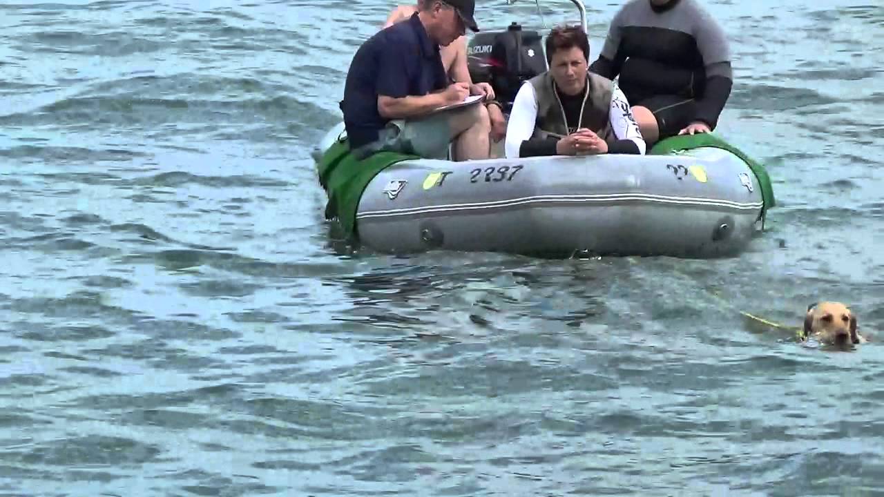 Wasserrettungshunde Prüfung Stufe 3 in Arbon