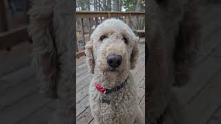 How's Artie doing?  #standardpoodle #dog #poodle