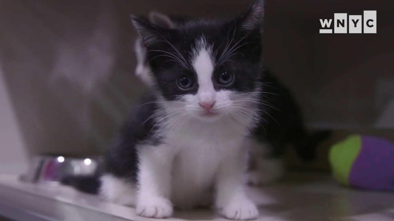 aspca nyc cats