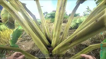 (PART 4) levels 1-5 beginners guide/how to (ark survival evolved xbox one)