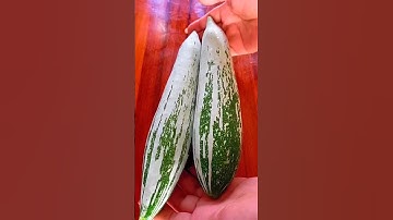 Canh Khổ Qua cá Thác Lác #cothuymientay