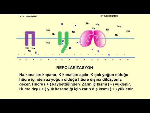 Video: Depolarizasiya zamanı membranın daxili hissəsi?