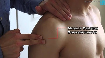Shoulder Abduction MMT