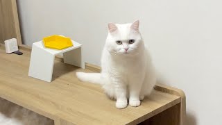 妹猫のごはんを盗み食いしてドヤ顔を決める猫^^;