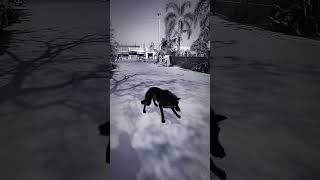 Wolf Howling Sound In Village |#wildlife#nature#forest#wolfsong#viralshorts#wolfsounds#shorts