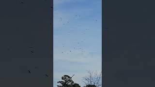 Daily Occurrence Above The Chicken Processing Plant Canton Ga