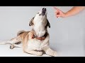 Top 10 Quietest Dogs - Top 10 Most Quiet Dog Breeds | Top 10 Pets