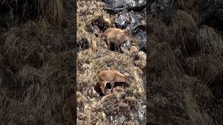 Himalayan Thar at Manaslu Circuit Trek | Mountain Goat #placesnepal