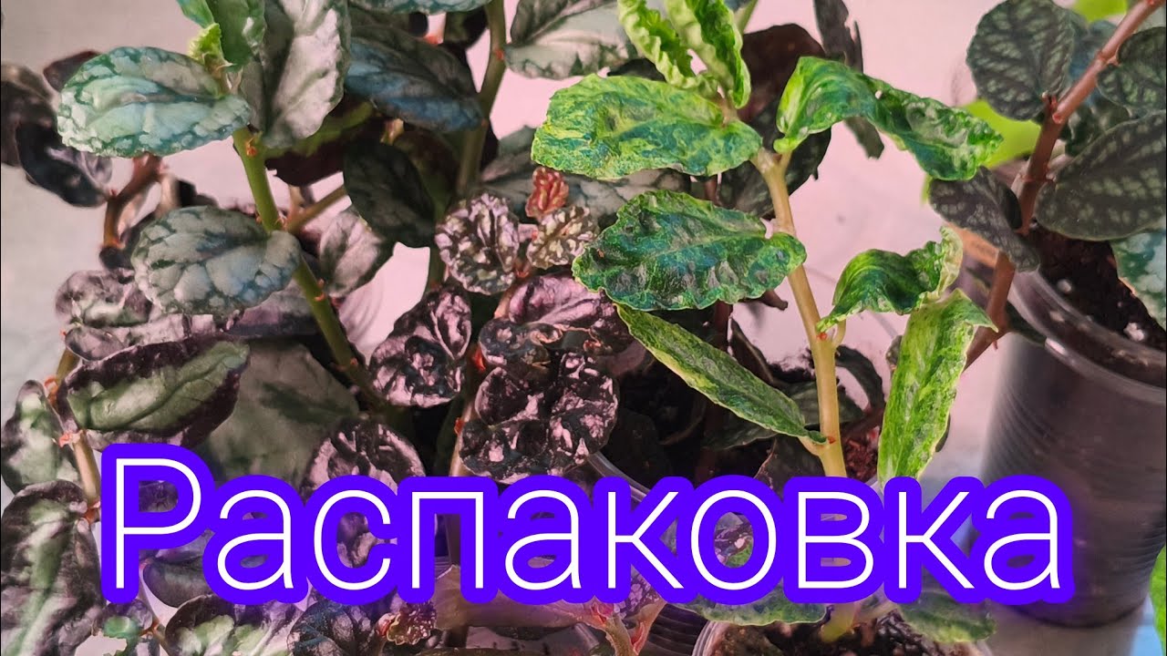 Пеллионии от Светланы Цветочный уголок. 🍀🍀🍀❤🌹#комнатныерастения #пеллиония#garden 