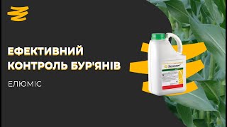 ЕЛЮМІС.🤩 ПІСЛЯСХОДОВИЙ ГЕРБІЦИД НА КУКУРУДЗУ🌽
