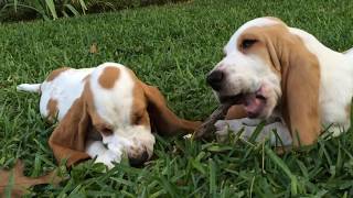 Relaxing 😌 🐶🐶 Puppies Chewing on a Stick - Franklin and Mabel Basset Hounds by BassetHoundtv 364 views 5 years ago 5 minutes, 58 seconds