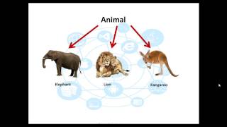 Celebrity Polymorphism Part 1 Net Worth