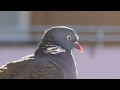 RINGDUVA  Common Wood Pigeon  (Columba palumbus)  Klipp - 3299