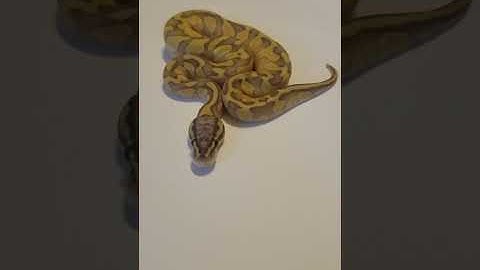 Ghost Pastel Butter Enchi 50% het DG #ghostballpython #ballpython #ballpythonmorphs #enchiballpython