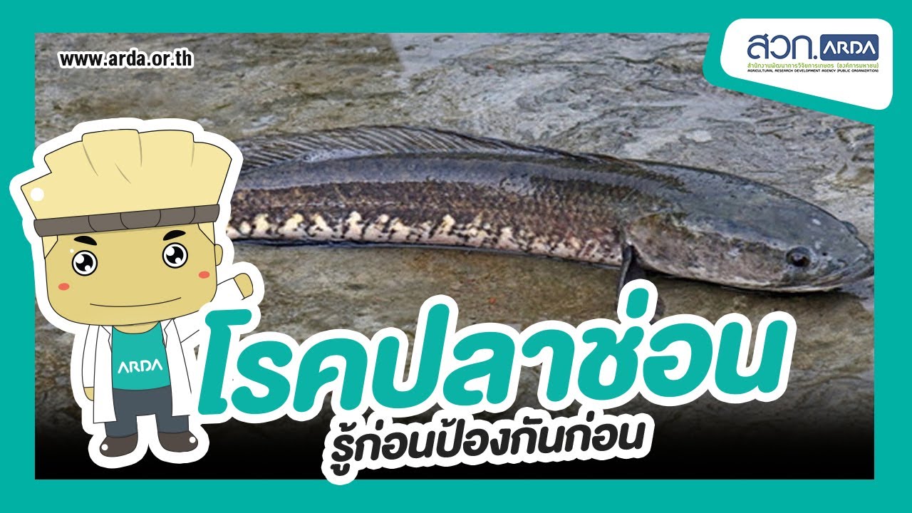 โรคปลาช่อน รู้ก่อนป้องกันก่อน | สวก.