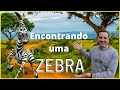 Encontrando Uma Zebra! | Desenho Marty