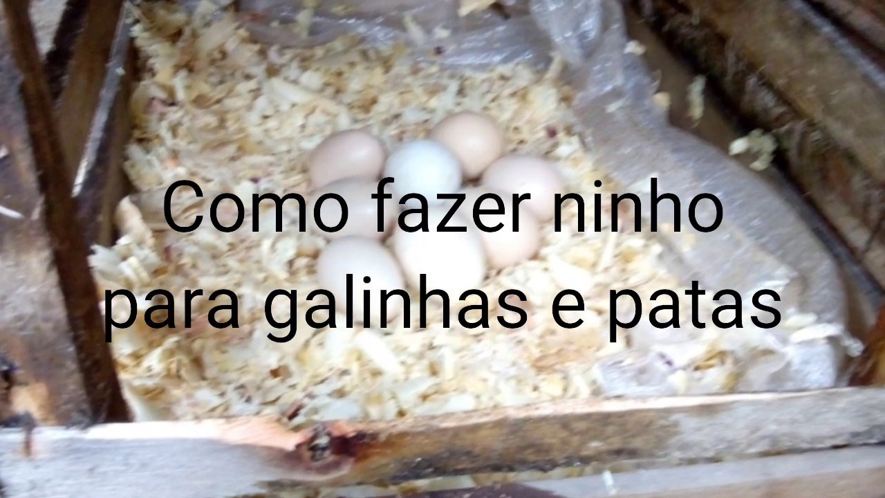 Ninho De Galinha Com Tambor - RETOEDU