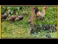 PABO UG MANOK pagka anindot lantawon❤️