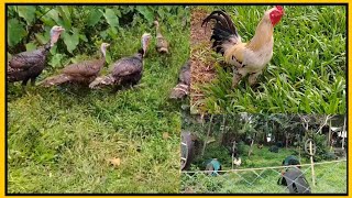 PABO UG MANOK pagka anindot lantawon❤️