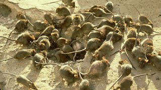 NSW government triples support for farmers battling mouse plague