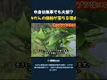 中身は無事でも大損？ みかんの価格が落ちる理由