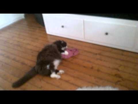 Unsere andere Katze kuschelt mit meinem Schuh?!