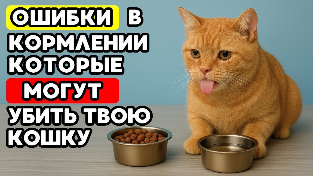 7 смертельных ошибок в кормлении, которые совершают 98% хозяев кошек!
