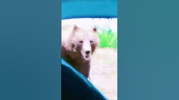 Bear Attacks Me Inside My Tent! 🐻⛺😱 Terrifying Camping Encounter GoPro #bear #attack #tent #shorts