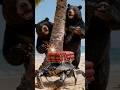 Mechanical crab, with a bomb #funny #comedy #cute #animals #pets #hulk #cutedog #panda #gsds