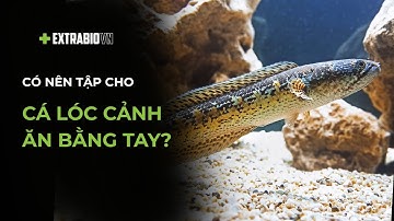 CÁ CHUYỆN | CÓ NÊN TẬP CHO CÁ LÓC CẢNH ĂN BẰNG TAY KHÔNG?