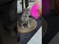 Neytiri video
