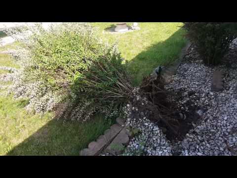 Removing bushes with 8k winch and snatch block