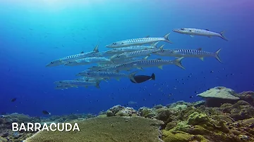 Quanto costa un viaggio alle Isole Salomone?