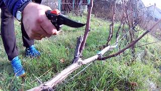 Обрезка винограда Гурзуфский розовый на рожки(без сучка замещения)