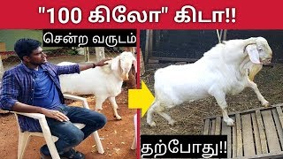 ஆடுகள் வாங்கும்போது கவனிக்கவேண்டியவை - Goat selection methods during purchase
