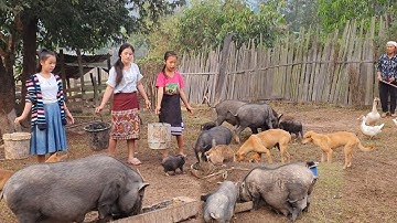 Nyab kij los pub niam pog cov qaib npua coob heev