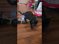 Roadee kitty says Happy Thanksgiving