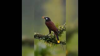 Great egretr Eastern curlew Birds(esplendent quetzal)Montezuma oropendola