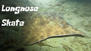 Longnose Skate Walking !!!