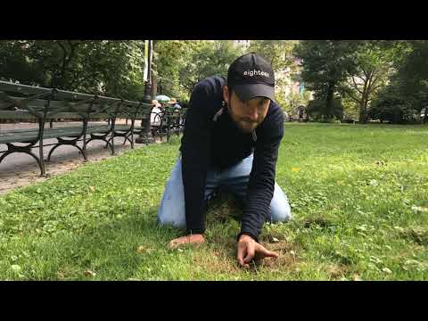 Rosa Salvaje Intro Wild Rosa Intro Дикая Роза заставка