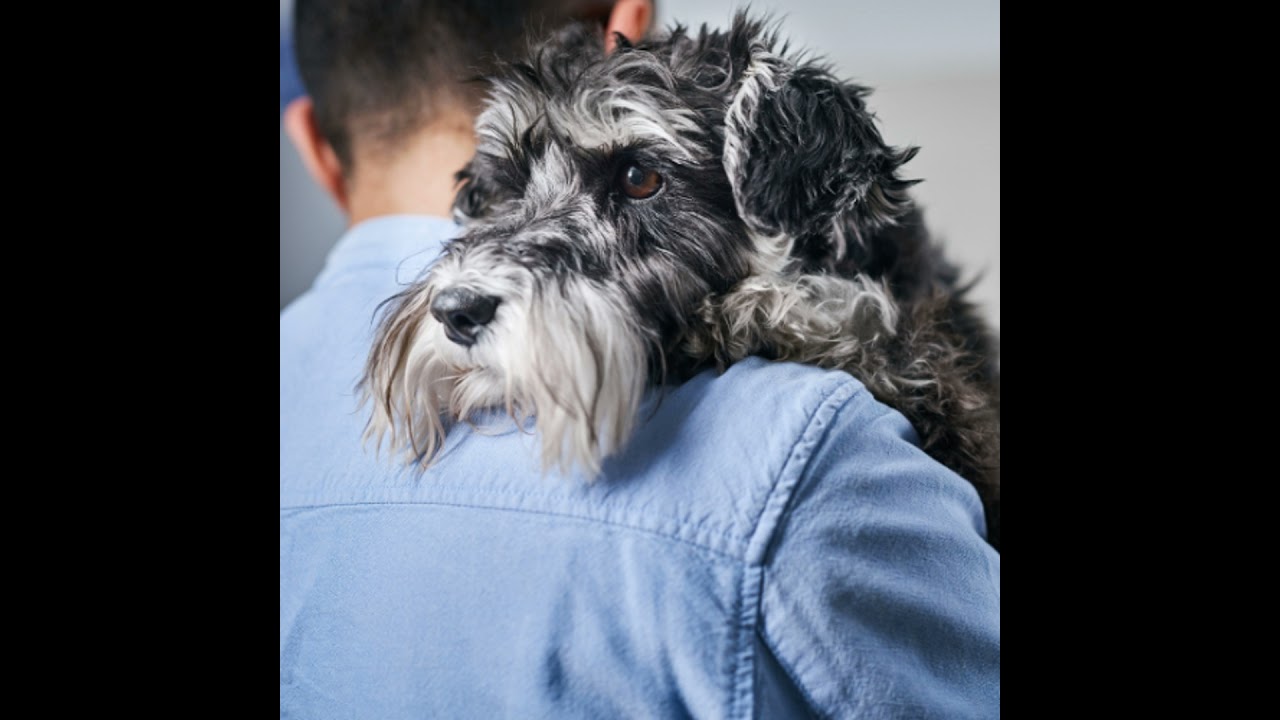 Treating Bacterial Pneumonia in Dogs and Cats